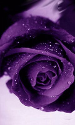 purple_roses.jpg